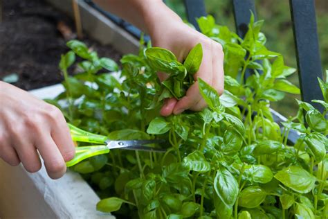 basil plant watering indoors